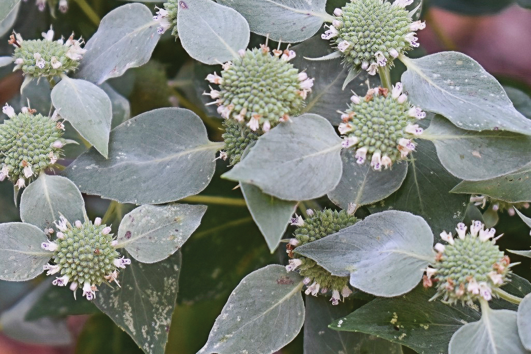 Pycnanthemum muticum